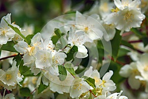 Syringa, Philadelphus - is luxurious virgin fragrant flower
