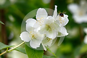 Syringa, Philadelphus - is luxurious virgin fragrant flower