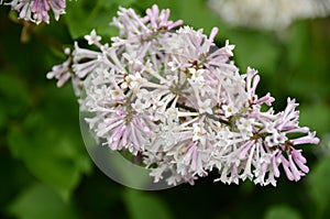 Miss Kim Dwarf Lilac flower photo