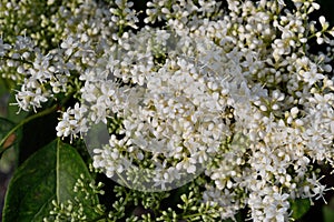 Syringa Reticulata Japanese Tree Lilac closeup flowers and buds horizontal