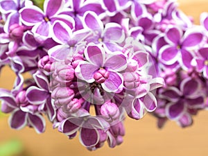 Syringa Sensation, lush buds of lilac flowers