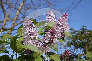 Syringa vulgaris in bloom