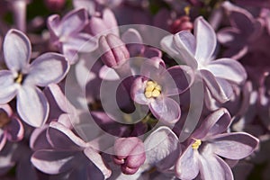 Syringa vulgaris in bloom