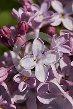 Syringa vulgaris in bloom