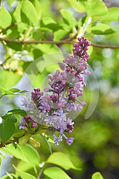 Syringa vulgaris close up, lilac flower blooming in the garden