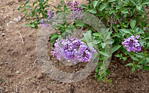 Syringa vulgaris, common lilac flower