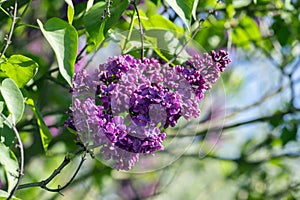 Syringa vulgaris flowering plant in the olive family oleaceae, deciduous shrub with group of dark violet purple flowers