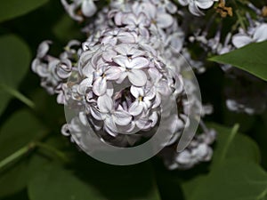 Syringa vulgaris iliac flower close up