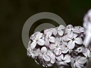 Syringa vulgaris iliac flower close up