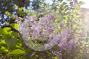 Syringa vulgaris (lilac or common lilac)