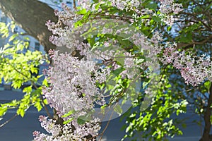 Syringa vulgaris (lilac or common lilac)