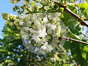 Syringa vulgaris, the lilac or common lilac, is a species of flowering plant in the olive family Oleaceae