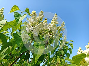 Syringa vulgaris, the lilac or common lilac, is a species of flowering plant in the olive family Oleaceae