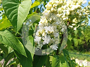 Syringa vulgaris, the lilac or common lilac, is a species of flowering plant in the olive family Oleaceae