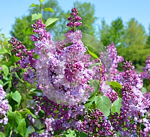 Syringa vulgaris lilac or common lilac photo