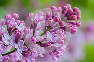 Syringa vulgaris lilac flower