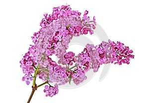 Syringa vulgaris. Lilac flower isolated on white background