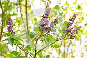 Syringa vulgaris, lilac flower with many blooms in the garden