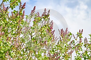 Syringa vulgaris, lilac flower with many blooms in the garden