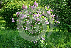 Syringa vulgaris lilac in a meadow near the forest of pink color of medium size bush in bloom