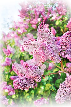 Syringa vulgaris. Liliac floral background photo