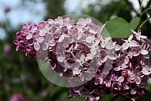 Syringa vulgaris \'Mechta\' (Lilac). Tbilisi, Georgia