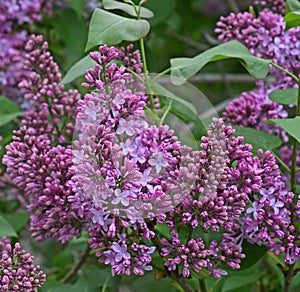 Syringa vulgaris profuse lilac blooms surrounded in green leaves photo