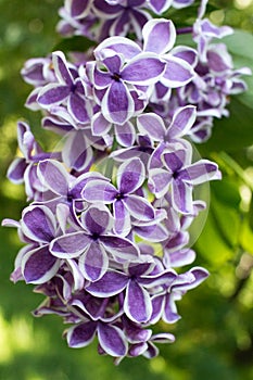 Syringa vulgaris Sensation lilac blossom