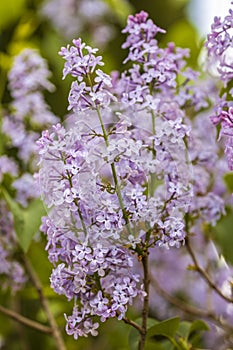 Syringa vulgaris is a species of flowering plant in the olive family Oleaceae
