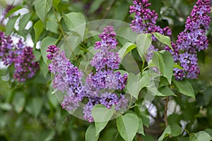 Syringa vulgaris violet purple flowering bush  groups of scented flowers on branches in bloom  common wild lilac tree