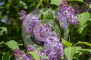 Syringa vulgaris violet purple flowering bush, groups of scented flowers on branches in bloom, common wild lilac tree