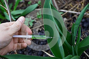 Syringe with green liquid in a plant