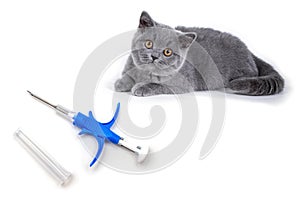 Syringe for the introduction of chip and identifier animal alongside kitten British Shorthair breed