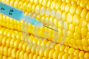 Syringe threaded in corn crop