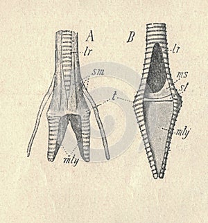 Syrinx - the vocal organ of a bird. Antique engraved illustration of the syrinx. Vintage illustration of the syrinx. Old