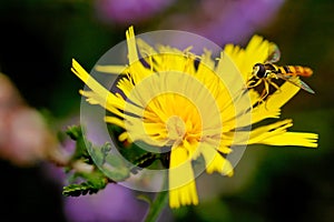 Syrphe (Syrphus ribesil)