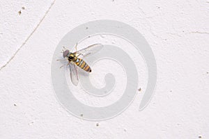 syrphid