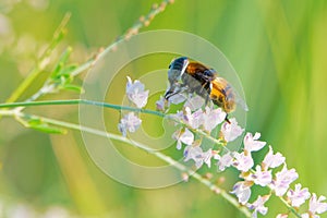 Syrphid
