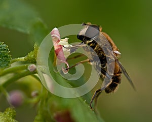 Syrphid flies Eristalis sp