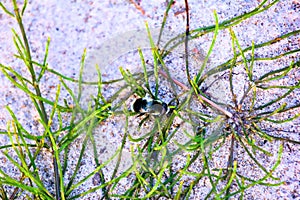 Hover fly Eristalis sp. on the sandy shore. photo