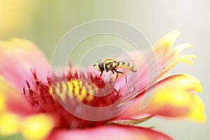 Syrphid flies