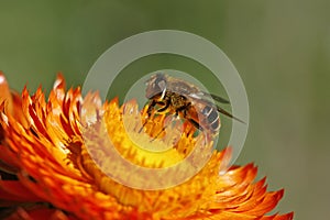 Syrphid fly