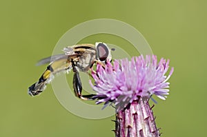 Syrphid fly in the bloom