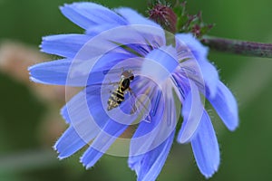 Syrphid Fly & Chicory Blossom