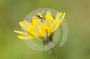 Syrphid fly on dandelion yellow