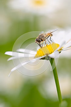 Syrphid fly pollinating and feedeing on daisy