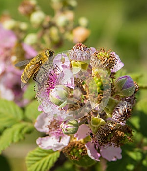 Syrphid or Hoverfly on Backberry plant