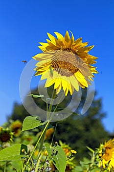 Syrphidae and grasshopper on a sunflower