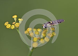Syrphidae hoverfly could be Melanostoma scalare, Crete