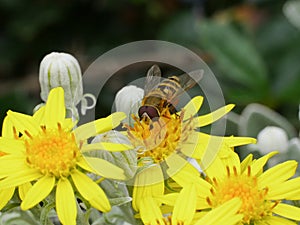 Syrphidae Hoverfly insect with yellow and black body on a yellow daisy flower, close up.